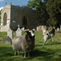 Jacob Sheep in Church grounds